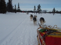 Huskies Erleben